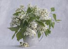 3 White Lilac.jpg